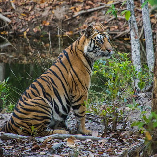 Bandhavgarh - Tiger